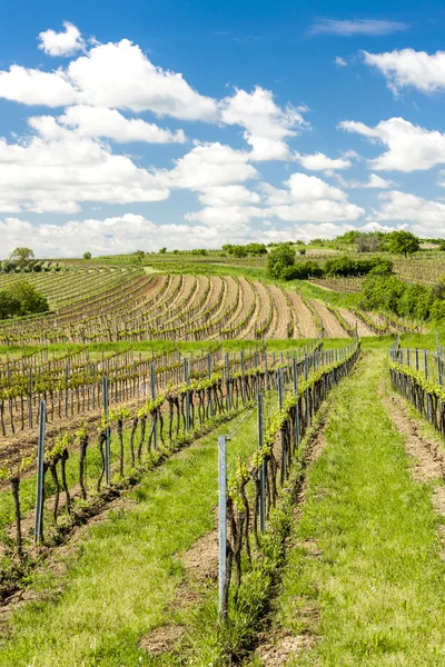 Visa vingård nära Retz, Fäll ned Österrike — Stockfoto