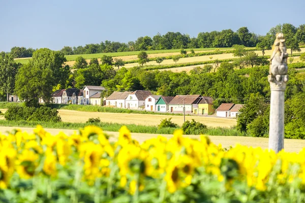 Vinkällare med solros fält, Immendorf — Stockfoto