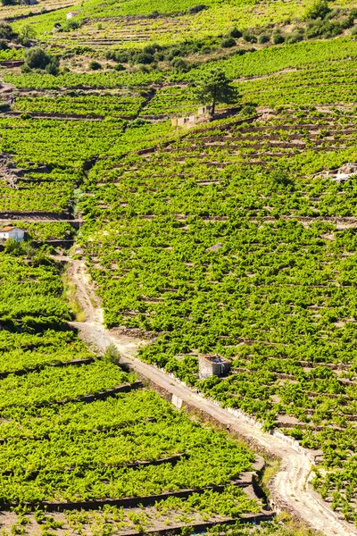 Vineyard on Cote Vermeille near Port-Vendres — Stock Photo, Image