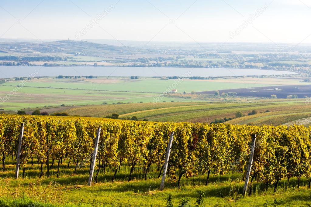 View of autumnal vineyards near Palava