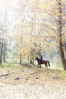 sonbahar doğa sırtında binicilik