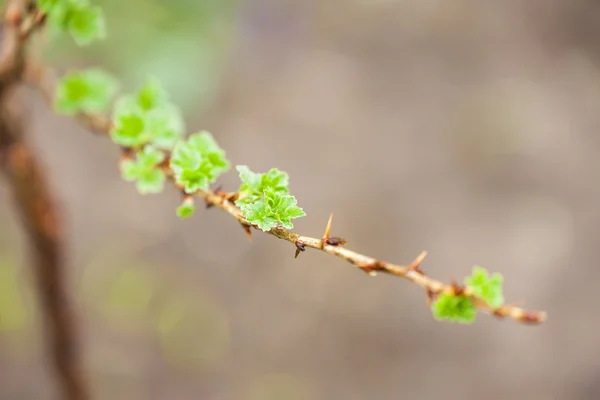 Branch of gooseberry bush in spring — Stock Photo, Image