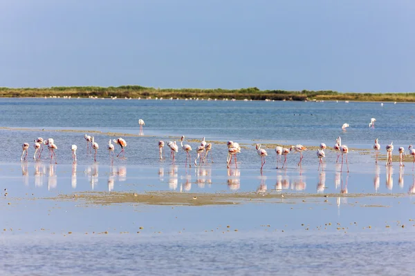 Flamingo's in camargue, provence, Frankrijk — Stockfoto