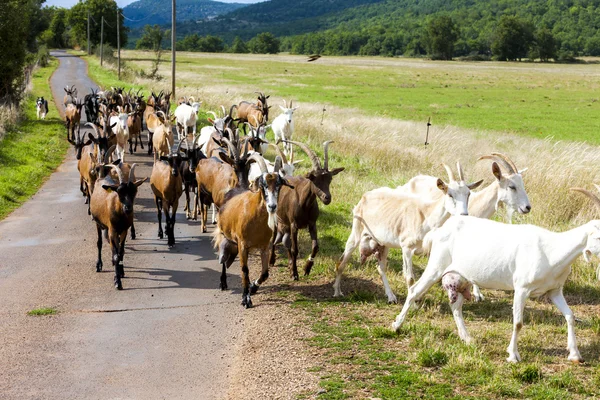 Rebaño de cabras en la carretera, Aveyron, Mediodia Pirineos, Francia — Foto de Stock