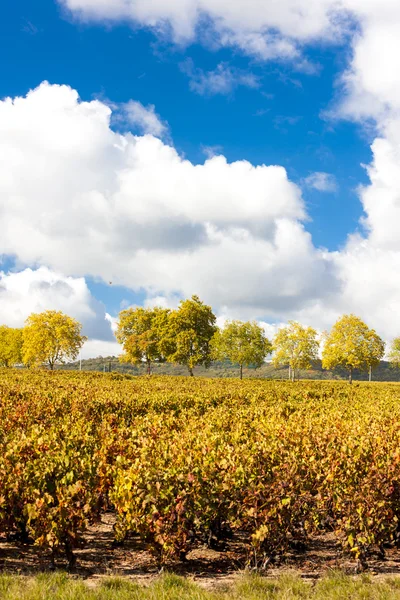 Vinic Beaujolais, Rhone-Alpes, Francie — Stock fotografie