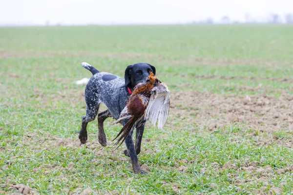 Jagdhund mit Fang — Stockfoto