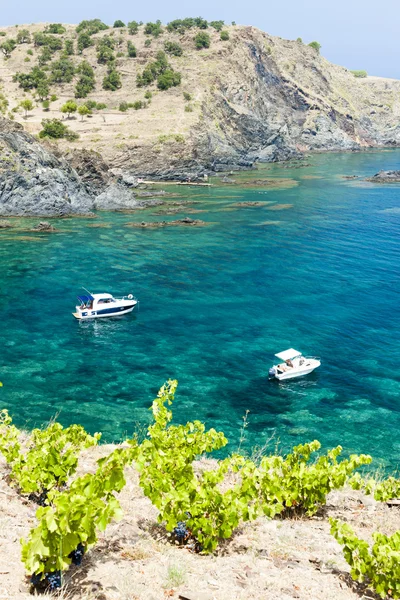 Vineyard on Cap de Peyrefite near Cerbere, Languedoc-Roussillon, — Stock Photo, Image