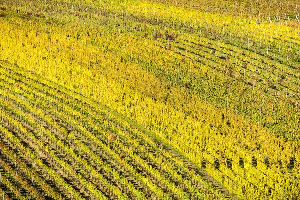 Vista sui vigneti autunnali vicino a Velke Bilovice, Repubblica Ceca — Foto Stock