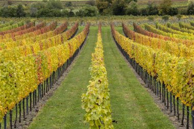 Vineyard rows displaying vibrant yellow and red autumn leaves, extending into the distance in Retz, Austria