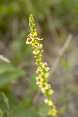 Dark mullein plant displaying its beautiful yellow flowers with purple centers in Herbeumont