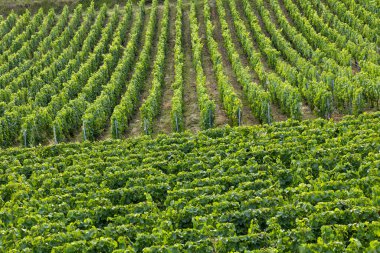 Lush green grapevines growing in neat rows on a sunny hillside field