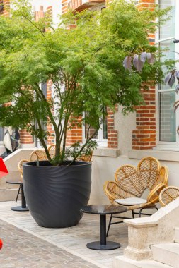 Modern bir tarlada ağaçlar, tuhaf bir bahçe avlusunda rattan sandalyeler ve küçük masalar.