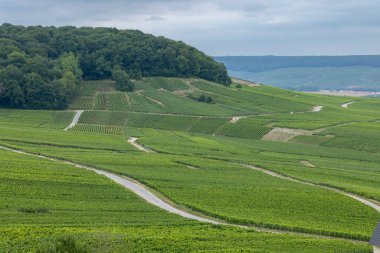 Cramant, Marne, Grand Est, Fransa 'daki tepeleri kaplayan üzüm bağları