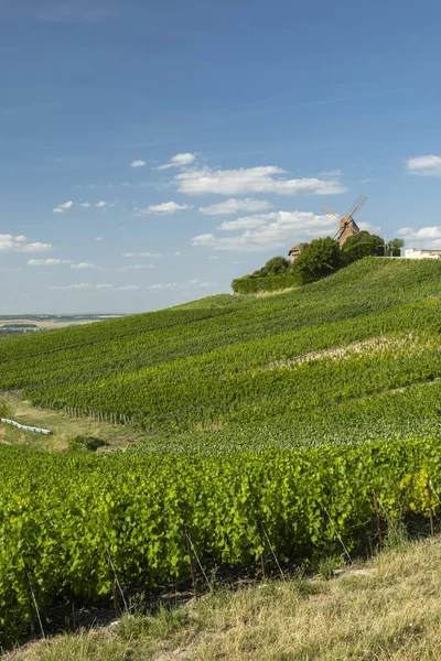 Verzenay windmill standing above a large expanse of green Champagne vineyards under a blue sky