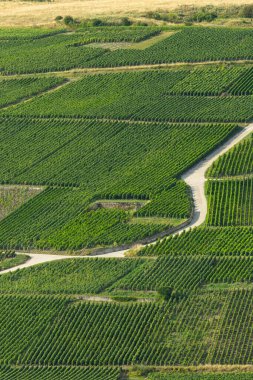 Marne, Grand Est 'teki Cuchery üzüm bağları boyunca düzenli sıralar halinde yeşil üzümler büyüyor.