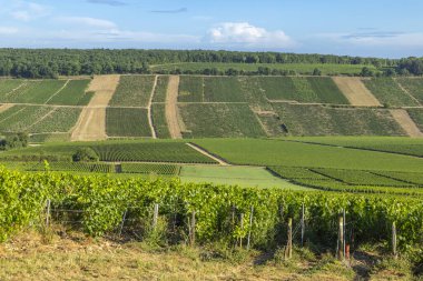 Yuvarlanan tepeleri kaplayan Chablis üzüm bağları ve Fransa 'da tarım manzarası