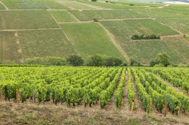 Fransa 'nın Chablis kentindeki bir yamaçta sıra sıra yetişen yeşil üzümler.