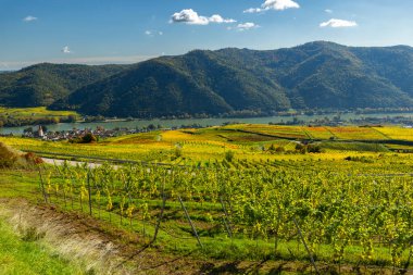 Wachau Vadisi üzüm bağları Tuna Nehri 'ni ve sonbahar günü eski köy evlerini gösteriyor.