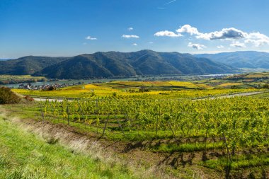 Yuvarlanan üzüm bağları ve Aşağı Avusturya 'daki Tuna Nehri' ni kaplayan sonbahar renkleri