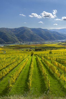 Vachau Vadisi üzüm bağları Aşağı Avusturya 'da güneşli bir günde altın sonbahar renklerini sergiliyor