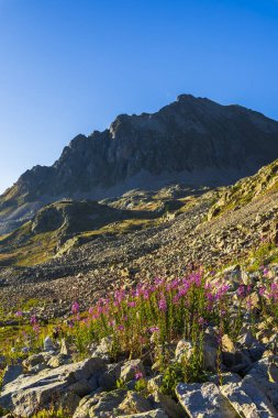 Pembe söğüt çiçekleri açık mavi gökyüzünün altında engebeli bir dağ zirvesi olan kayalık yamaçlarda çiçek açıyor.
