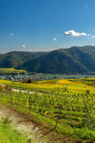 Sonbaharda Wachau Vadisi üzüm bağları Tuna nehri yakınlarında köylü canlı renkler sergiliyor.