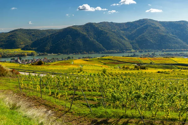 Wachau Vadisi üzüm bağları Tuna Nehri 'ni ve sonbahar günü eski köy evlerini gösteriyor.
