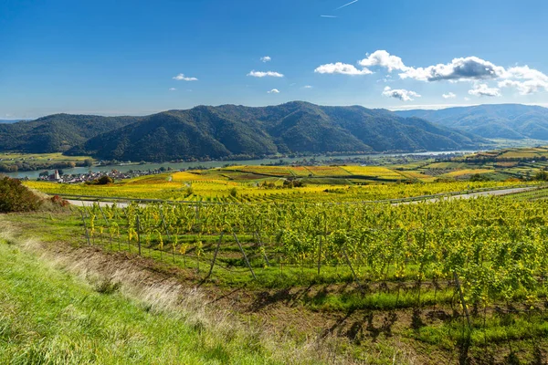 Yuvarlanan üzüm bağları ve Aşağı Avusturya 'daki Tuna Nehri' ni kaplayan sonbahar renkleri