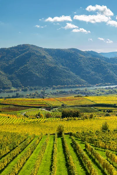 Aşağı Avusturya 'daki Vaçu Vadisi' nden geçen üzüm bağları ve Tuna Nehri