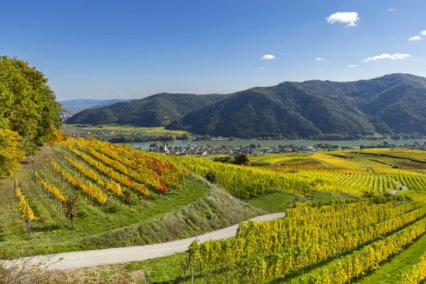 Tuna nehri ve Weisenkirchen köyünün yer aldığı Vachau vadisinde teraslı üzüm bağları var.