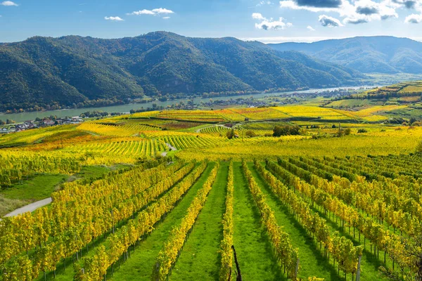 Canlı sarı üzüm bağları Tuna nehri ve dağlarla kaplı tepeleri kaplıyor.