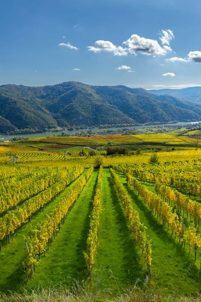 Vachau Vadisi üzüm bağları Aşağı Avusturya 'da güneşli bir günde altın sonbahar renklerini sergiliyor