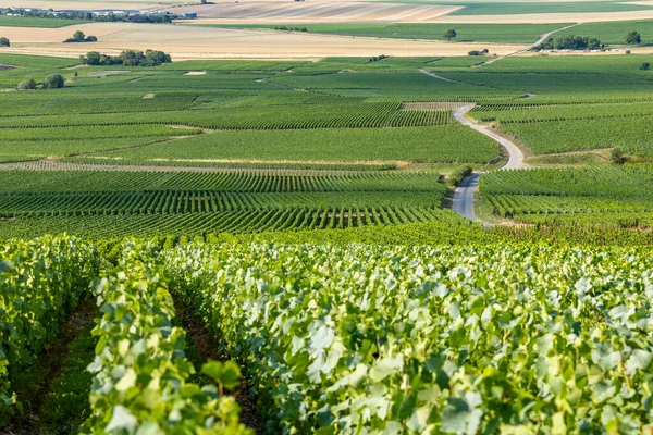 Sıralar halinde büyüyen yeşil üzümler, Bouzy bağlarından geçen kırsal bir yolu gösteriyor.
