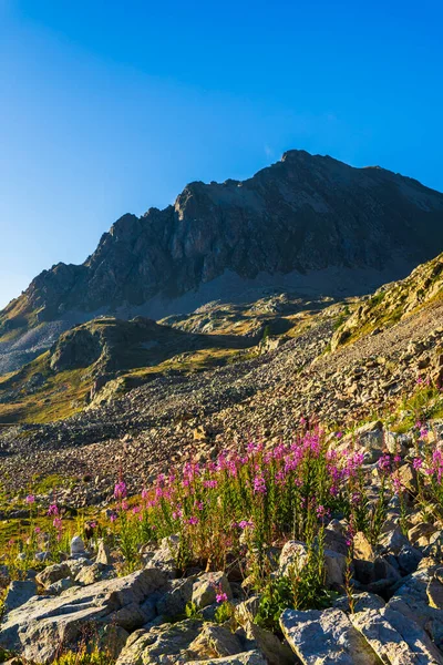 Pembe söğüt çiçekleri açık mavi gökyüzünün altında engebeli bir dağ zirvesi olan kayalık yamaçlarda çiçek açıyor.