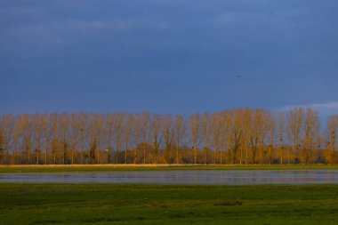 Islak bir tarlada süzülen ağaçlar akşam güneşinin ılık parıltısını mavi bir gökyüzüne yansıtıyor.