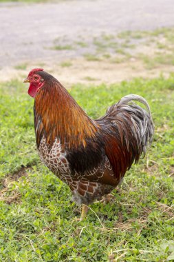 Horoz Chvalovice çiftliğinde renkli tüyler sergiliyor.