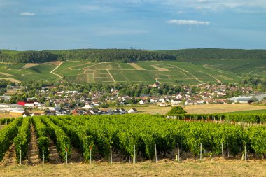 Yeşil üzüm bağları arasında Chablis köyü, Bourgogne Franche Comte, Yonne, Fransa