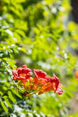 Kırmızı trompet sarmaşık çiçekleri yemyeşil yapraklarla açıyor Rue du Deves 'de, Le Poet Sigillat