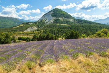 Lavanta tarlaları mavi gökyüzünün altında dağlar ve çam ağaçlarıyla çiçek açıyor, Vers sur Meouge