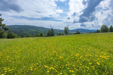 Bulutlu bir gökyüzünün altında orman tepeleri olan karahindiba dolu yeşil bir tarla.
