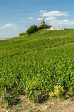 Tarihi Moulin de Verzenay yel değirmeni canlı yeşil şampanya bağlarının üzerinde duruyor.