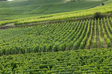 Tepelerde yeşil üzümler yetişiyor, Bouzy 'deki şampanya manzarasını şekillendiriyor.