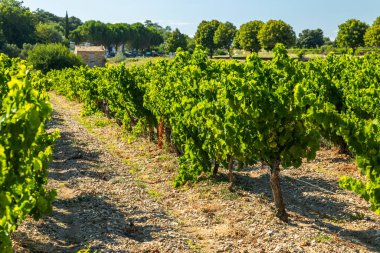 Berrak gökyüzünün altındaki üzüm bağlarında yemyeşil üzümler Aydemeces Yolu, Venterol, Fransa