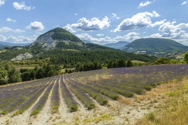 Lavanta tarlaları Auvergne Rhone Alplerinde kırsal bir dağ manzarasında desenler oluşturuyor.