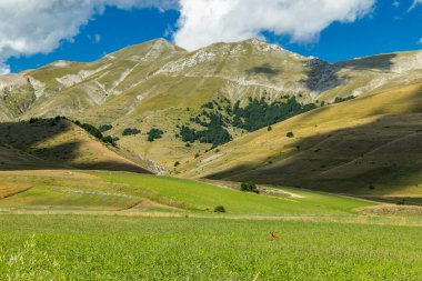 Uçsuz bucaksız yeşil bir tarlada otlayan roe geyiği. Mavi gökyüzünün altında tepeler ve dağlar.