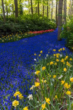Mavi muscari çiçekleri, bir bahar bahçesinde sarı nergislerle çevrili canlı bir nehir oluşturuyor.