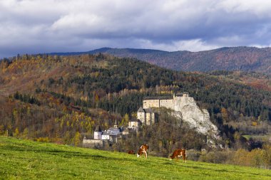 Orava Kalesi, yeşil bir tarlada otlayan ineklerle çevrili renkli sonbahar ormanlarıyla çevrili bir kayanın üzerinde duruyor.