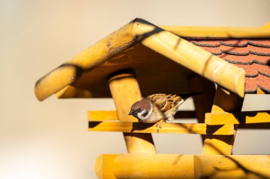 Avrasya ağaç serçesi Podmoli, Çek Cumhuriyeti 'ndeki ahşap bir kuş yemliğinde dinleniyor.