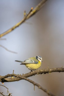 Blue tit bird perching on a tree branch in Podmoli, Czechia