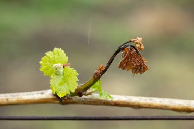 Bahar yağmuru sırasında yeni yeşil yapraklar ve kurumuş eski bir yaprak ile küçük sarmaşıklar dallanır.